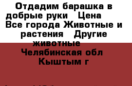 Отдадим барашка в добрые руки › Цена ­ 1 - Все города Животные и растения » Другие животные   . Челябинская обл.,Кыштым г.